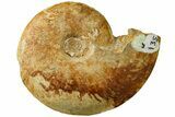 Jurassic Fossil Ammonite (Leioceras) - Dorset, England #189624-1